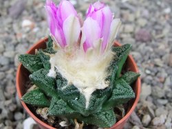 Ariocarpus fissuratus hintonii Matehuala pot 5,5 cm Cites IA - 12409144