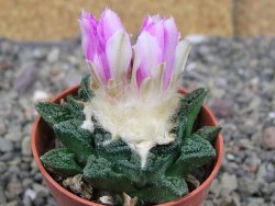 Ariocarpus fissuratus hintonii Matehuala pot 5,5 cm Cites IA - 12409145
