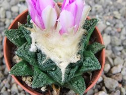 Ariocarpus fissuratus hintonii Matehuala pot 5,5 cm Cites IA - 12409146
