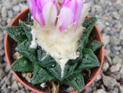 Ariocarpus fissuratus hintonii Matehuala pot 5,5 cm Cites IA - 12409147