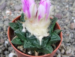 Ariocarpus fissuratus hintonii Matehuala pot 5,5 cm Cites IA - 12409148