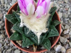Ariocarpus fissuratus hintonii Matehuala pot 5,5 cm Cites IA - 12409149