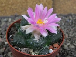 Ariocarpus lloydii, pot 6,5 cm
