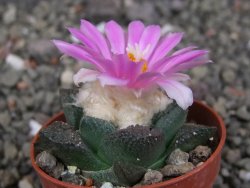 Ariocarpus fissuratus intermedius, pot 5,5 cm
