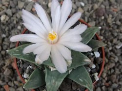 Ariocarpus retusus scapharostroides El Sabinito pot 6,5 cm - 12409175