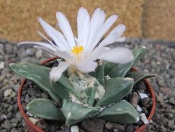 Ariocarpus retusus scapharostroides El Sabinito pot 6,5 cm - 12409176
