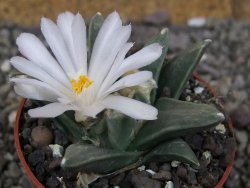 Ariocarpus retusus scapharostroides El Sabinito pot 6,5 cm - 12409178