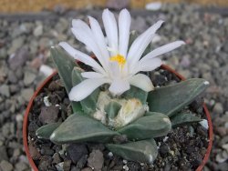 Ariocarpus retusus scapharostroides El Sabinito pot 6,5 cm - 12409180