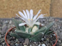 Ariocarpus retusus scapharostroides El Sabinito pot 6,5 cm - 12409181