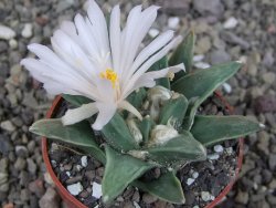 Ariocarpus retusus scapharostroides El Sabinito pot 6,5 cm