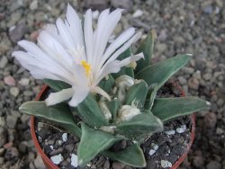 Ariocarpus retusus scapharostroides El Sabinito pot 6,5 cm - 12409183