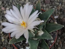 Ariocarpus retusus scapharostroides El Sabinito pot 6,5 cm - 12409185