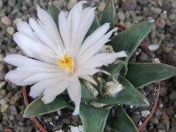 Ariocarpus retusus scapharostroides El Sabinito pot 6,5 cm - 12409186