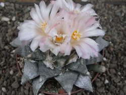 Ariocarpus retusus SB 68, XL- 9 cm, cites IA - 12409188
