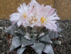 Ariocarpus retusus SB 68, XL- 9 cm, cites IA