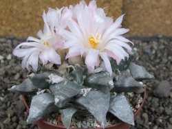 Ariocarpus retusus SB 68, XL- 9 cm, cites IA - 12409191