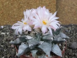Ariocarpus retusus SB 68, XL- 9 cm, cites IA - 12409192