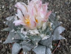 Ariocarpus retusus SB 68, XL- 9 cm, cites IA - 12409193