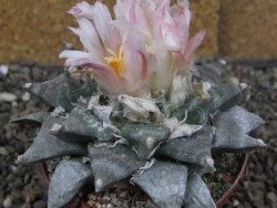 Ariocarpus retusus SB 68, XL- 9 cm, cites IA - 12409194