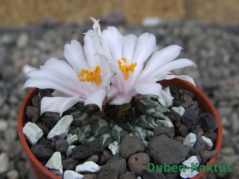 Ariocarpus kotschoubeyanus albiflorus Tula pot 5,5 cm