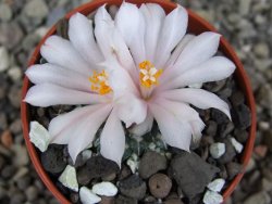 Ariocarpus kotschoubeyanus albiflorus Tula pot 5,5 cm - 12409198