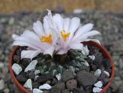 Ariocarpus kotschoubeyanus albiflorus Tula pot 5,5 cm