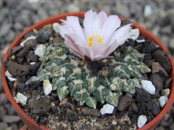 Ariocarpus kotschoubeyanus albiflorus Tula pot 5,5 cm - 12409202