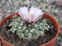 Ariocarpus kotschoubeyanus albiflorus Tula pot 5,5 cm - 12409204