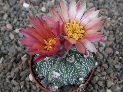 Astrophytum  niveum X red červený květ, akabana, pot 5,5 cm