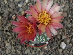 Astrophytum  niveum X red červený květ, akabana, pot 5,5 cm - 12409213
