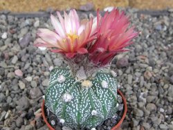 Astrophytum  niveum X red červený květ, akabana, pot 5,5 cm - 12409214