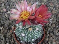 Astrophytum  niveum X red červený květ, akabana, pot 5,5 cm - 12409215