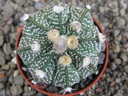 Astrophytum  niveum X red červený květ, akabana, pot 5,5 cm - 12409216