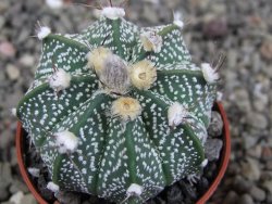 Astrophytum  niveum X red červený květ, akabana, pot 5,5 cm - 12409217