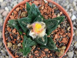 Ariocarpus fissuratus hintonii Matehuala pot 5,5 cm Cites IA - 12409222