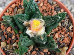 Ariocarpus fissuratus hintonii Matehuala pot 5,5 cm Cites IA - 12409223
