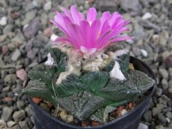 Ariocarpus fissuratus, pot 5,5 cm Cites IA - 12409232