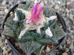 Ariocarpus fissuratus, pot 5,5 cm Cites IA - 12409235