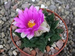 Ariocarpus fissuratus hintonii Matehuala, pot 6,5 cm - 12409241