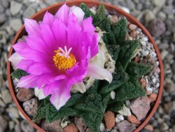 Ariocarpus fissuratus hintonii Matehuala, pot 6,5 cm