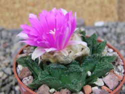Ariocarpus fissuratus hintonii Matehuala, pot 6,5 cm - 12409243