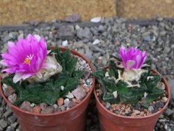 Ariocarpus fissuratus hintonii Matehuala, pot 6,5 cm - 12409244