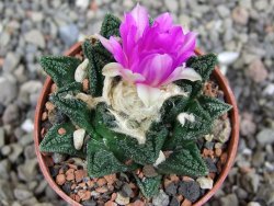 Ariocarpus fissuratus hintonii Matehuala, pot 5,5 cm - 12409245