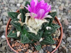 Ariocarpus fissuratus hintonii Matehuala, pot 5,5 cm - 12409246