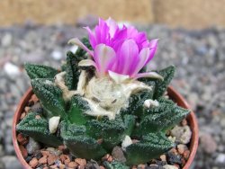 Ariocarpus fissuratus hintonii Matehuala, pot 5,5 cm - 12409247