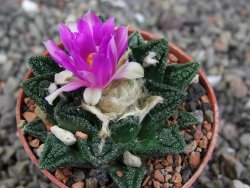 Ariocarpus fissuratus hintonii Matehuala, pot 5,5 cm - 12409248