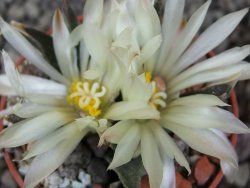 Ariocarpus trigonus horacekii Jaumave, Tam. pot 5,5 cm - 12409254