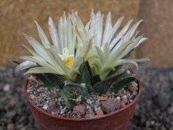 Ariocarpus trigonus horacekii Jaumave, Tam. pot 6,5 cm - 12409260