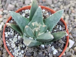 Ariocarpus retusus scapharostroides El Sabinito pot 5,5 cm - 12409269