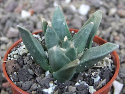 Ariocarpus retusus scapharostroides El Sabinito pot 5,5 cm - 12409271